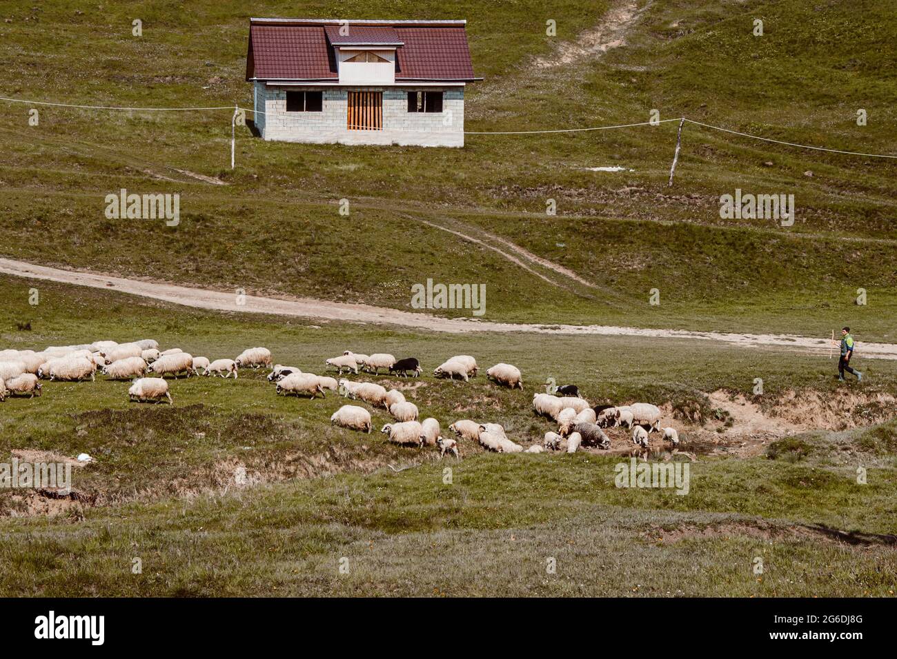 Paesaggio di una casa e un vecchio shepard uomo con un gregge di pecore in un piccolo villaggio rumeno Foto Stock Paesaggio di una casa e un vecchio shepard uomo con un gregge di pecore in un piccolo villaggio rumeno Foto Stock