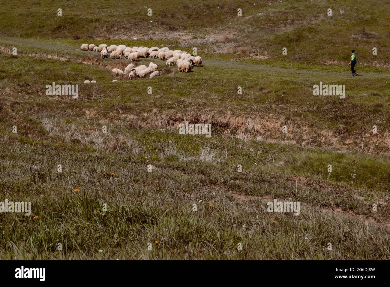 Paesaggio di un vecchio shepard uomo con un gregge di pecore in un piccolo villaggio rumeno Foto Stock
