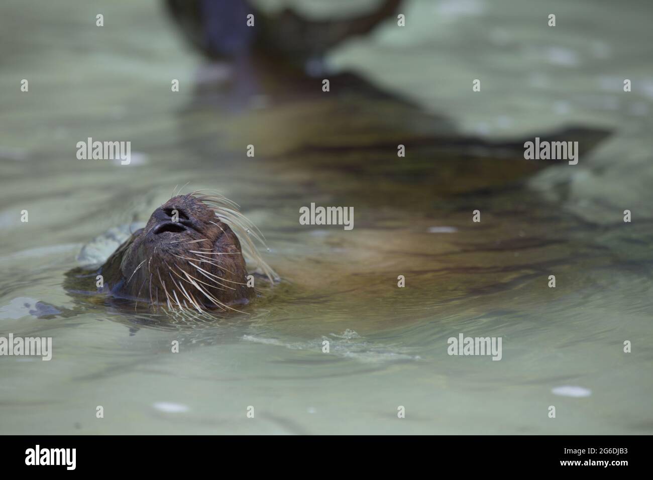 Primo piano ritratto di Galapagos Fur Seal (Arctocephalus galapagoensis) testa che si stacca dall'acqua giocando Isole Galapagos, Ecuador. Foto Stock