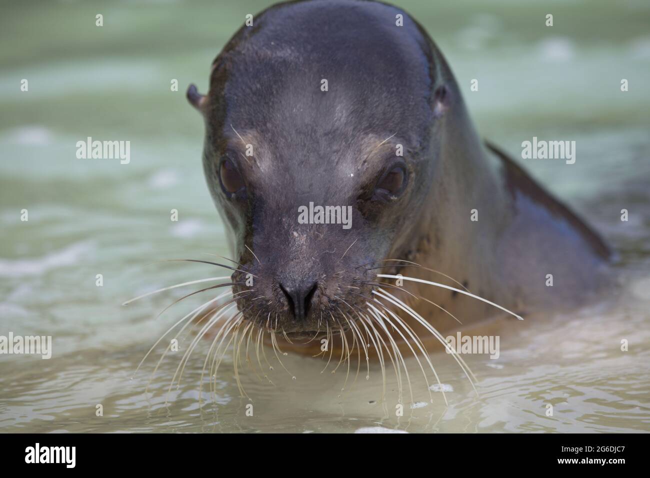 Primo piano sul ritratto di Galapagos Fur Seal (Arctocephalus galapagoensis) testa che si stacca dall'acqua Isole Galapagos, Ecuador. Foto Stock