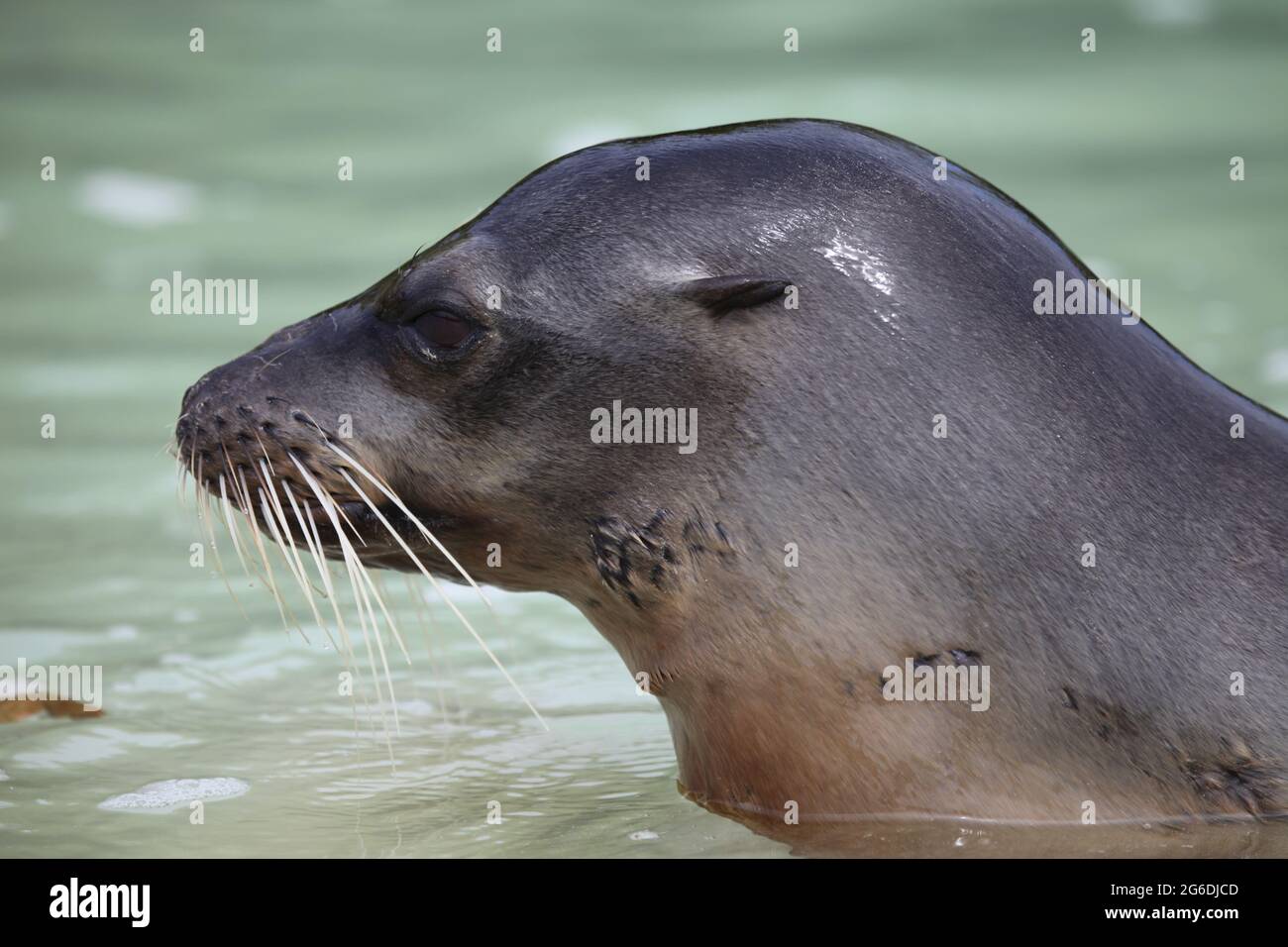 Lato closeup sul ritratto di Galapagos Fur Seal (Arctocephalus galapagoensis) testa che si stacca dall'acqua Isole Galapagos, Ecuador. Foto Stock