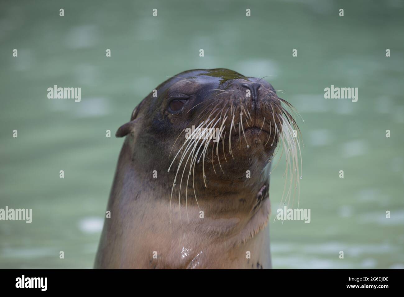Primo piano ritratto di Galapagos Fur Seal (Arctocephalus galapagoensis) testa stagliando fuori dall'acqua Isole Galapagos, Ecuador. Foto Stock