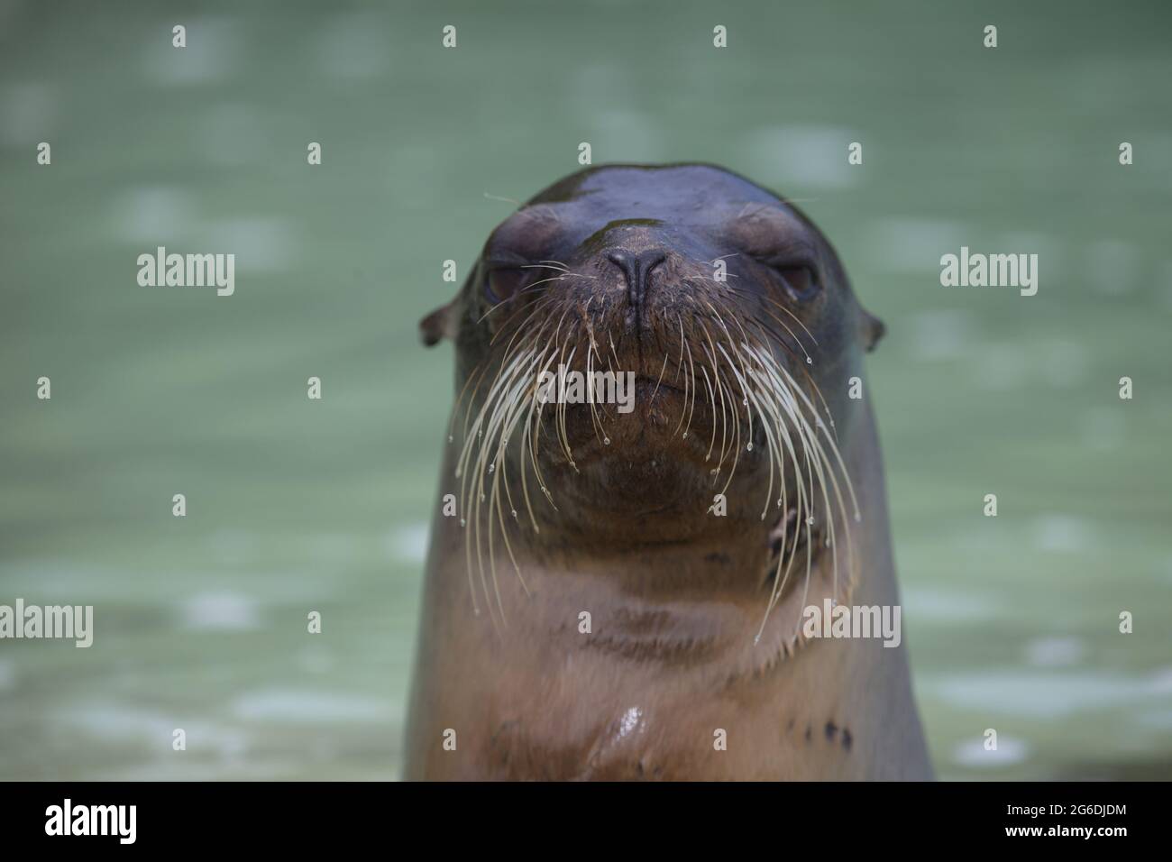 Ritratto di Galapagos Fur Seal (Arctocephalus galapagoensis) con testa che sporge dall'acqua Isole Galapagos, Ecuador. Foto Stock