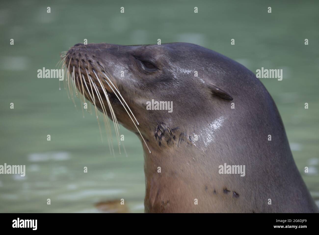 Lato closeup sul ritratto di Galapagos Fur Seal (Arctocephalus galapagoensis) con testa che sporge dall'acqua Isole Galapagos, Ecuador. Foto Stock