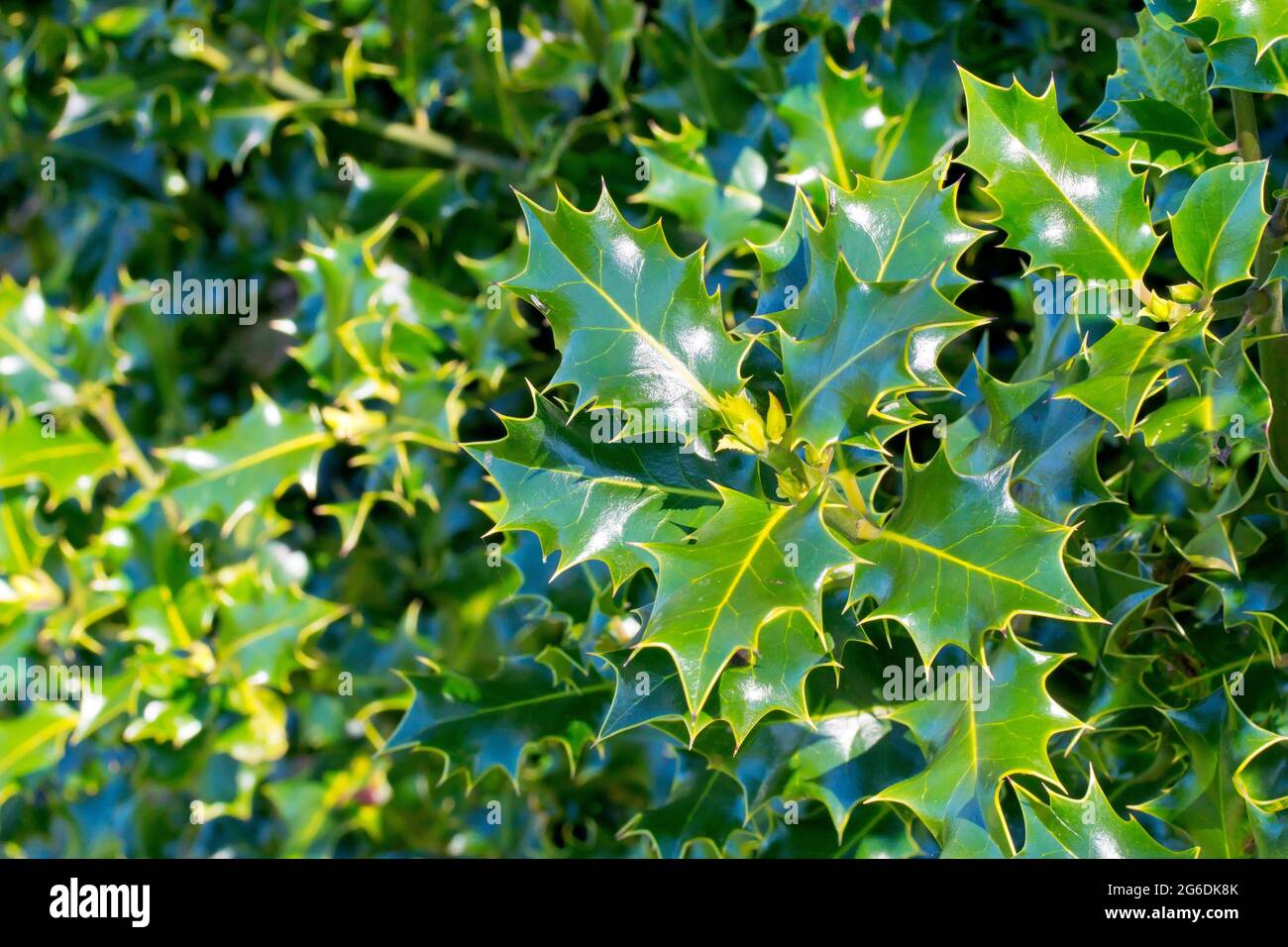 Holly (ilex aquifolium), primo piano delle foglie distintive dell'albero in primavera. Foto Stock