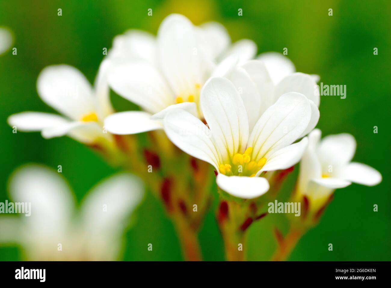 Prato Saxifrago (saxifraga granulata), primo piano di un grappolo di fiori focalizzati su un singolo fiore. Foto Stock