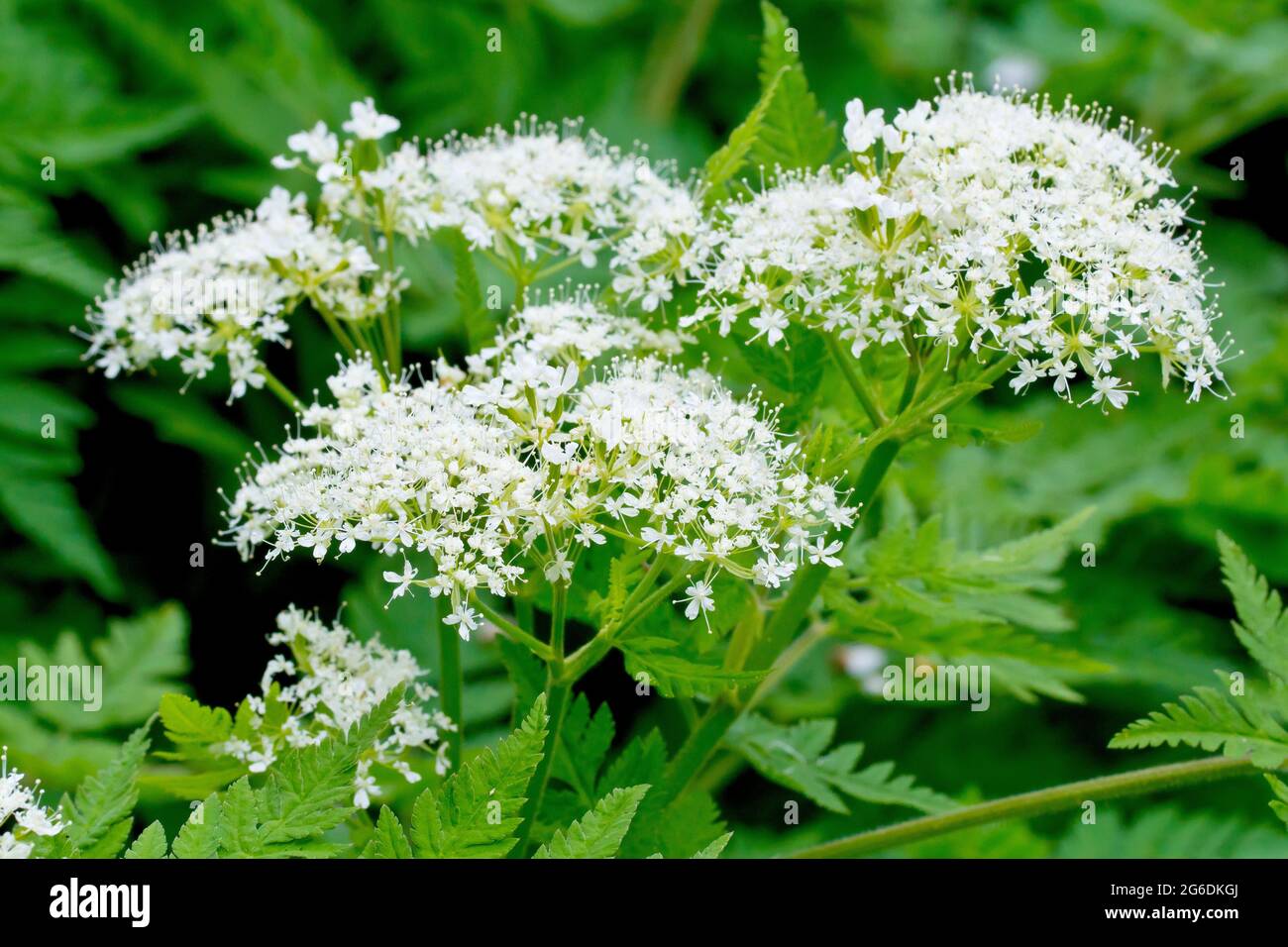 Dolce Cicely (myrhis odorata), primo piano con le grandi teste di fiore bianche e le foglie finemente divise della pianta. Foto Stock