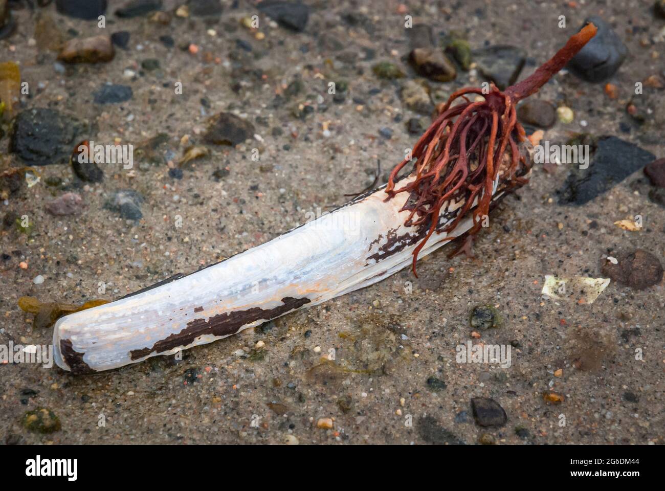 Un'immagine HDR a 3 scatti di una conchiglia di Razor, Ensis ensis, sulle rive di Loch Moidart, Moidart, Scozia. 06 giugno 2011 Foto Stock