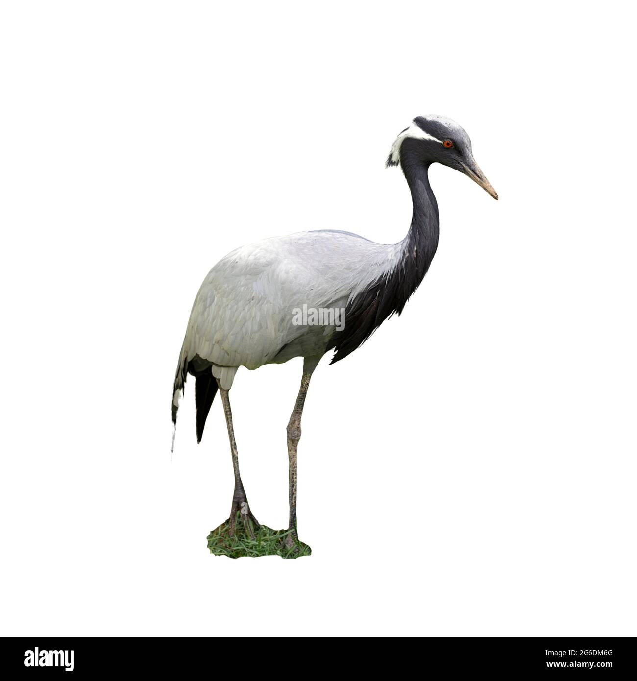 heron, isolare su uno sfondo bianco. uccello primo piano. Foto Stock