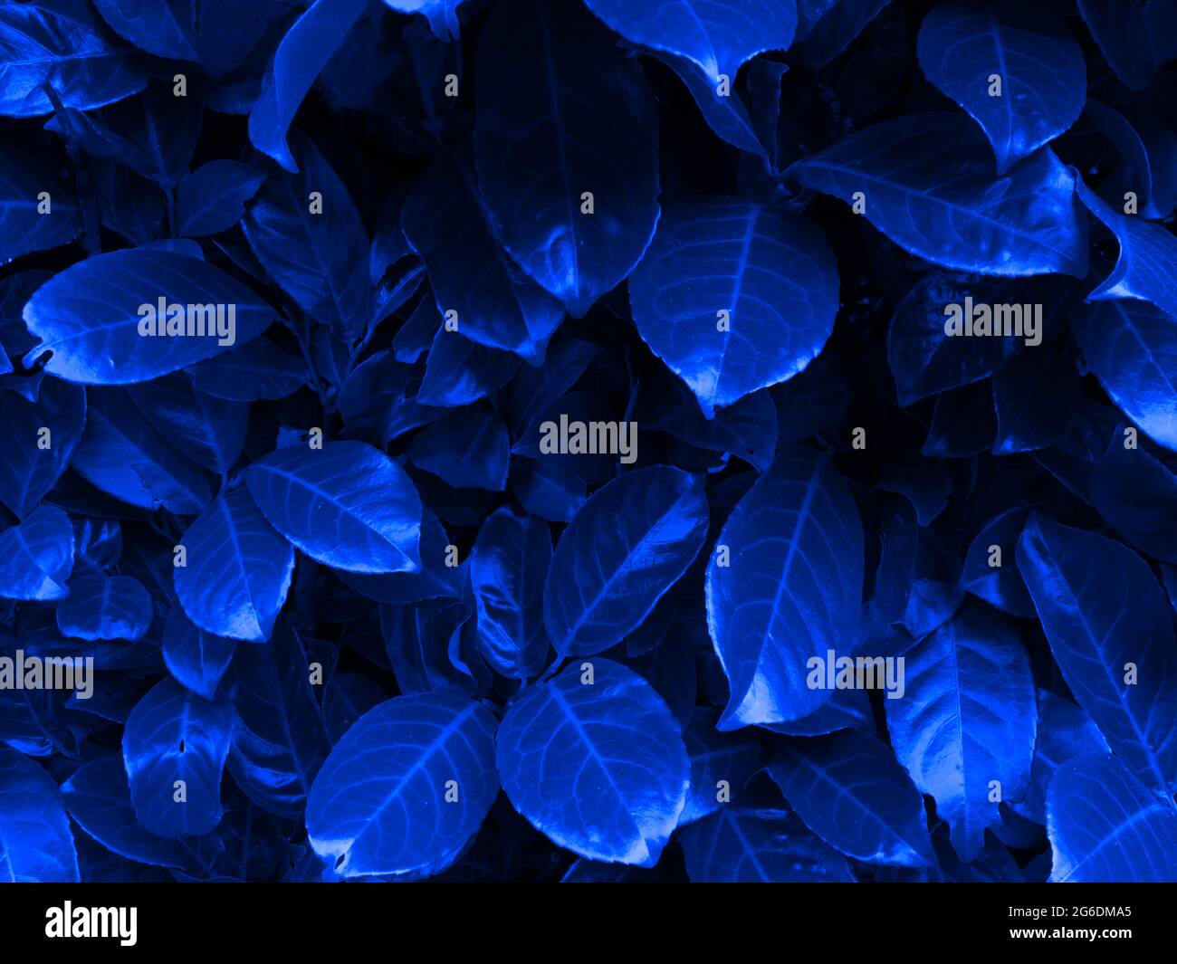 parete blu delle foglie Foto Stock