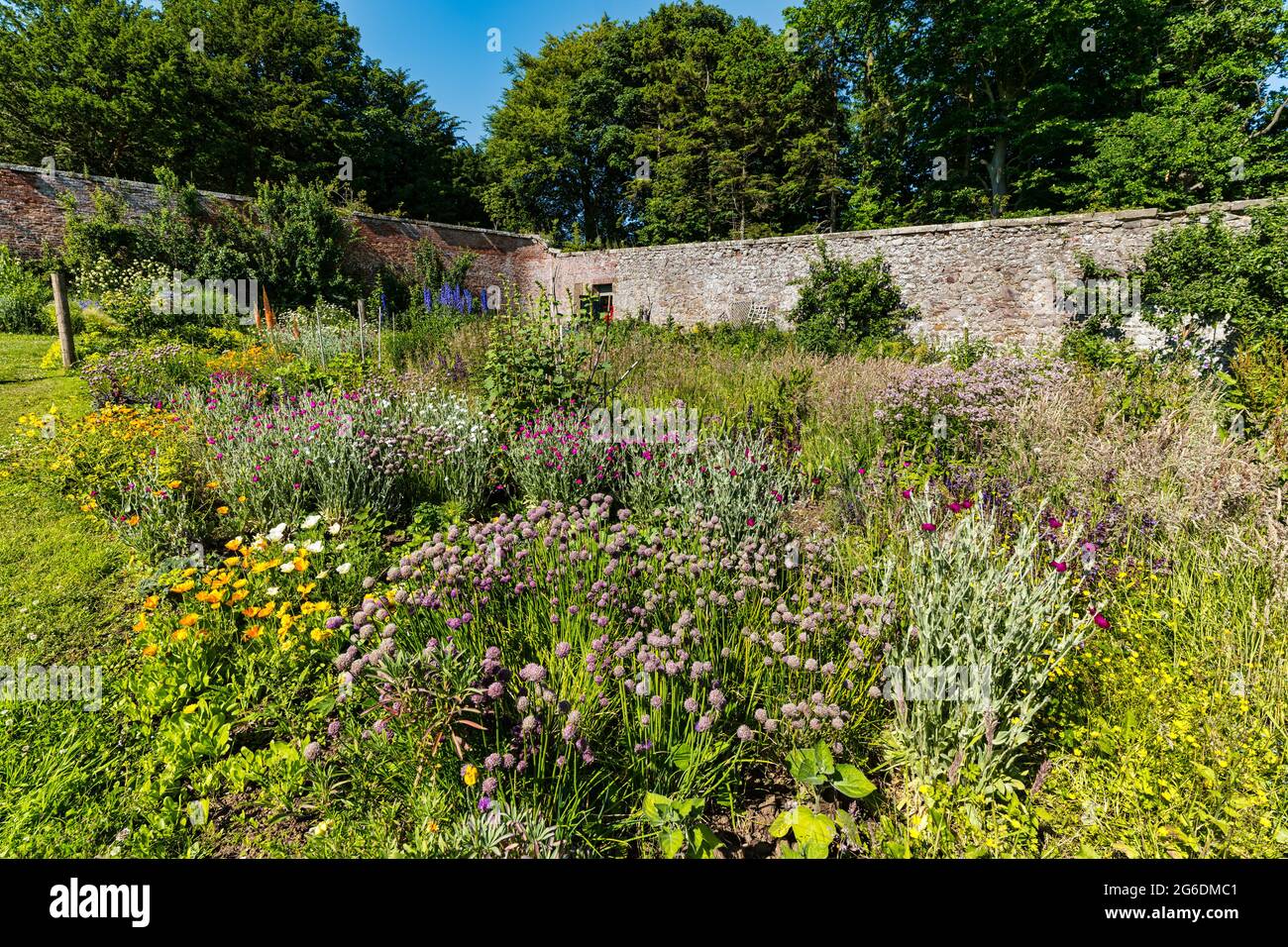 Colorati fiori estivi in una giornata di sole con cielo blu, Gilmerton murato giardino, East Lothian, Scozia, Regno Unito Foto Stock