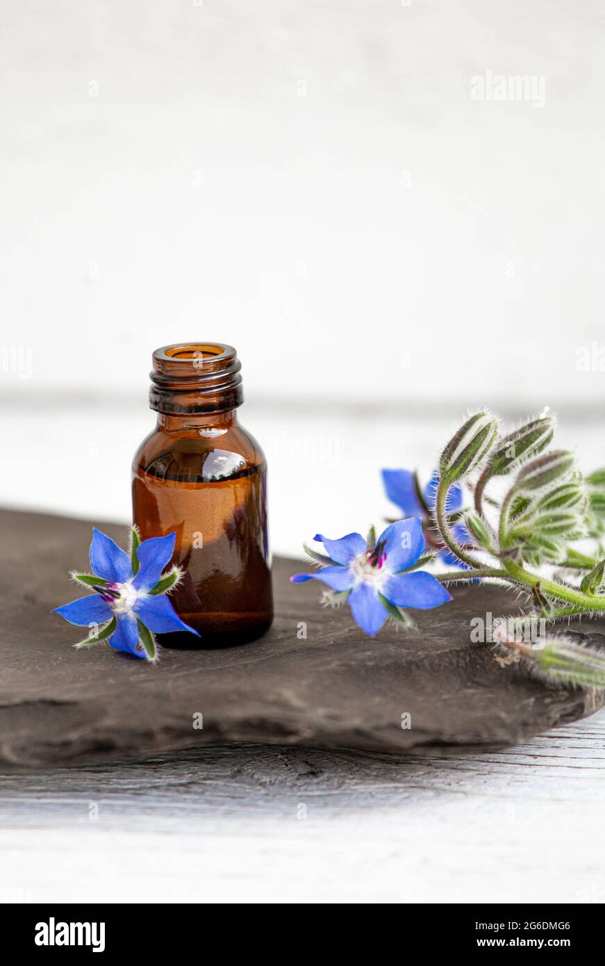 Borago officinalis (Borago o borragine) bottiglia d'olio con fiori freschi sparsi intorno. Concetto di medicina di erbe. Spazio di copia. Foto Stock