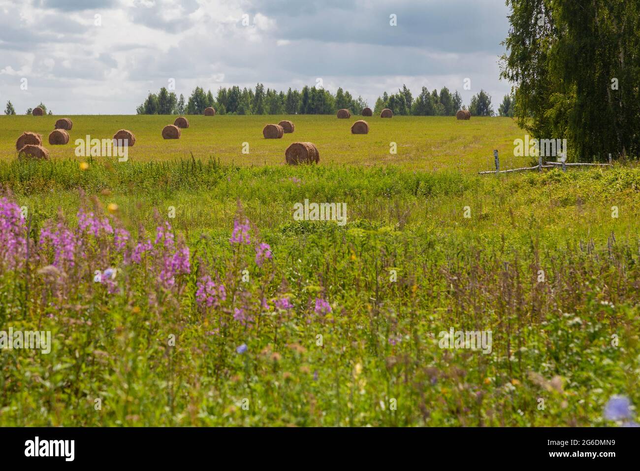 Paesaggio rurale - rotoli di erba falciata giacciono sul prato sullo sfondo di un cielo nuvoloso. Foto Stock