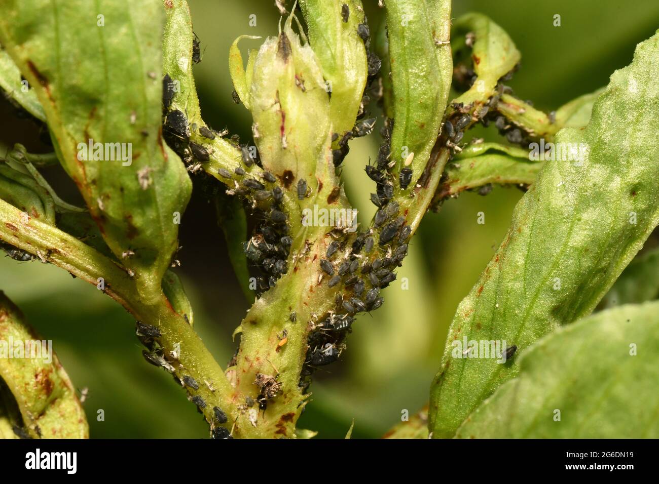 La pianta di fagioli larghi è devastata dalla mosca nera, una piccola afide che succhia il linfa dalla nuova e tenera crescita delle piante. Foto Stock