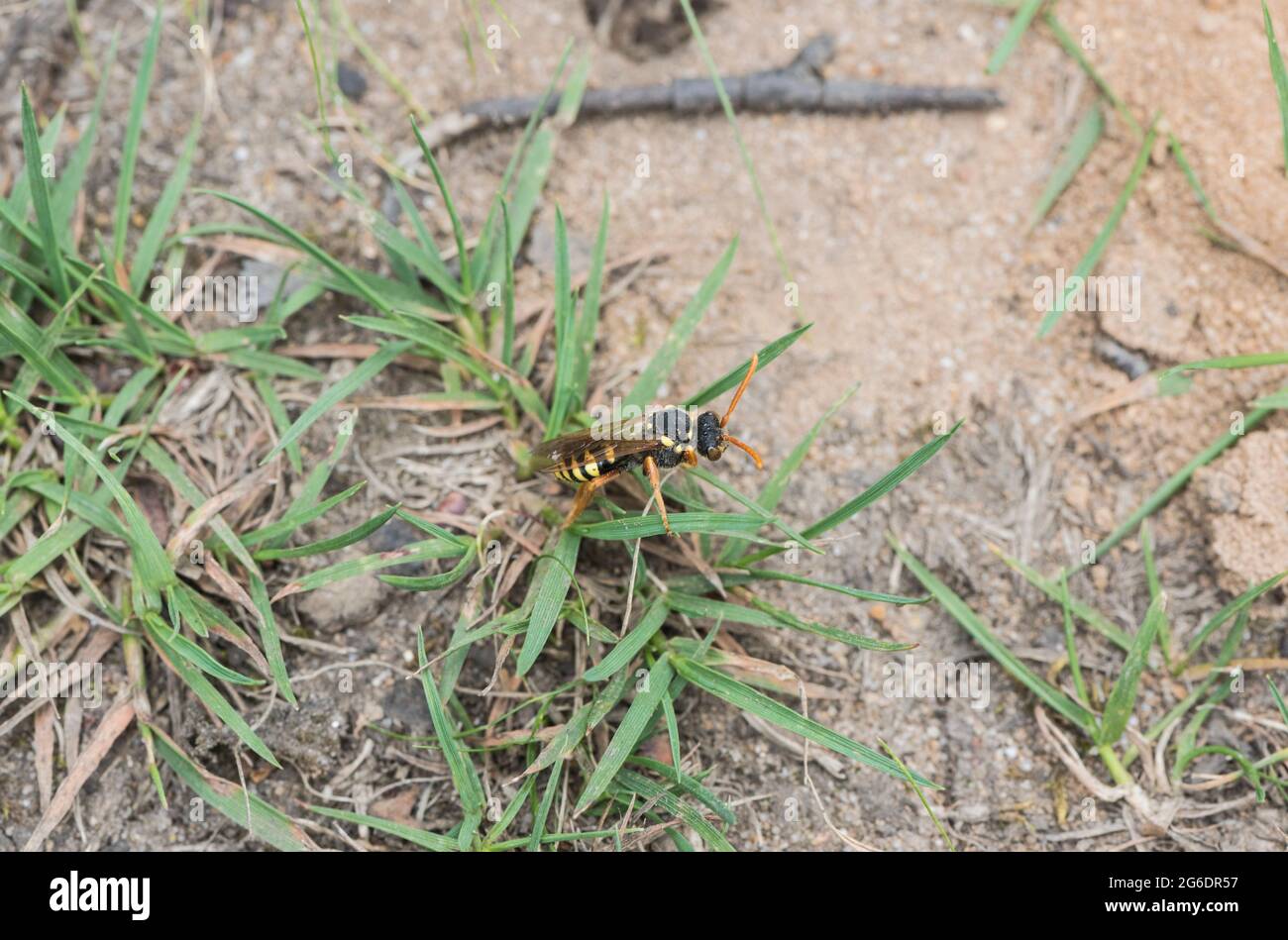 Riposando il Nomad Bee di Gooden (Nomada goodeniana) su una duna di sabbia Foto Stock