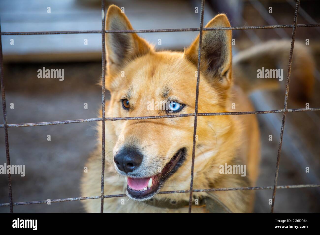 Cane senza tetto in gabbia al rifugio di animali, Russia Foto Stock