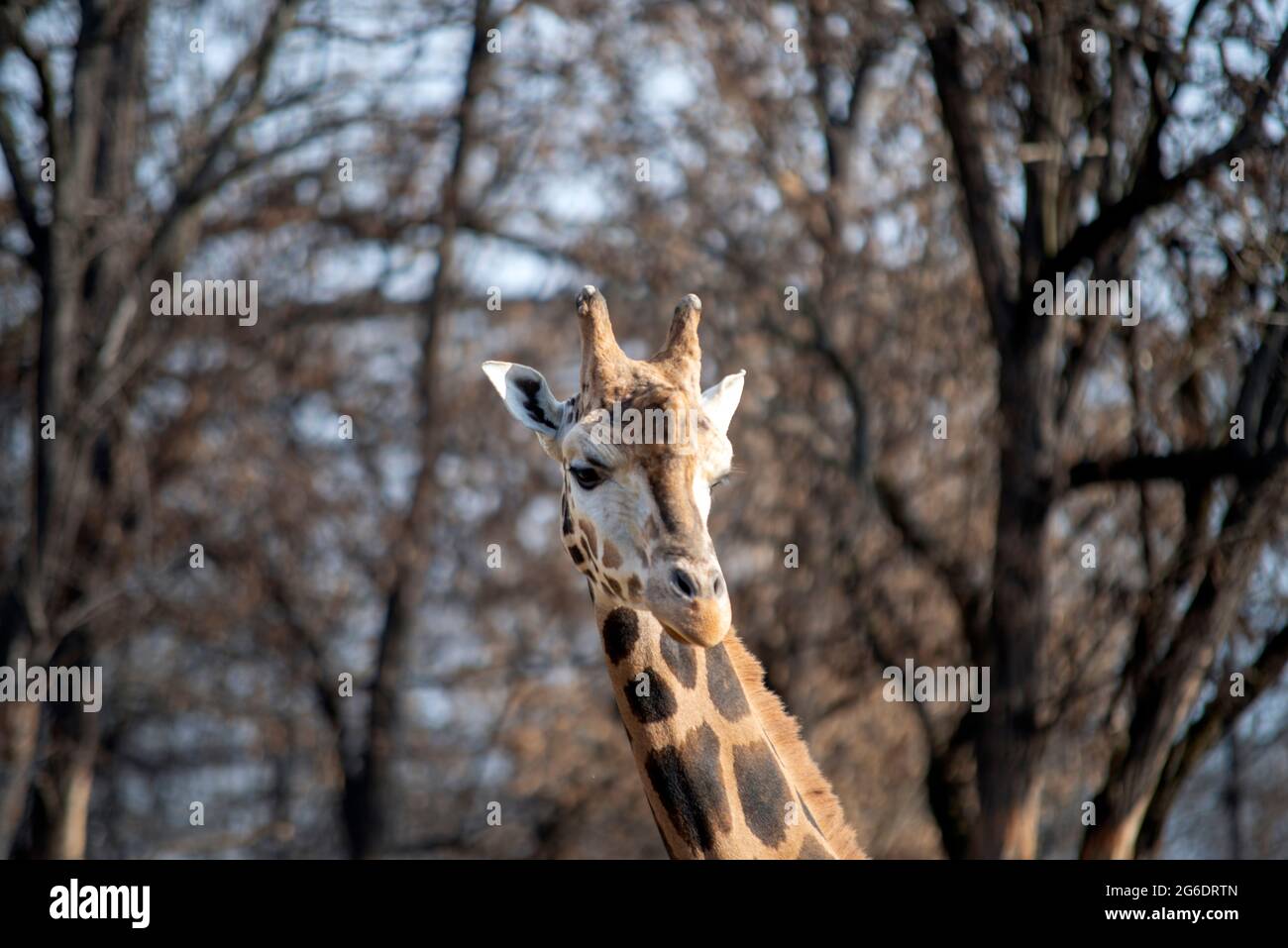 Vista ravvicinata della giraffa su sfondo sfocato Foto Stock