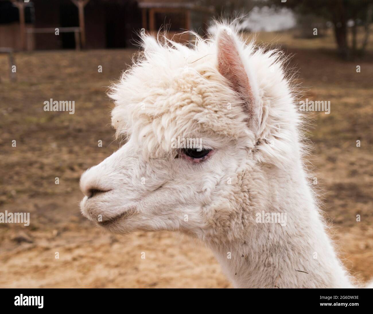 Potrait di lama guanaco Foto Stock