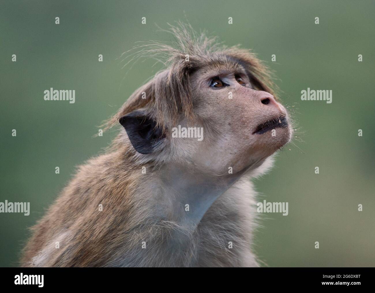 Primo piano di volti della scimmia dello Sri lanka - Toque Macaque Foto Stock