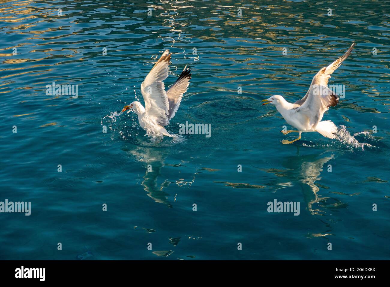 Due grandi gabbiani bianchi (Larus argentatus) lottano per il cibo nelle acque cristalline del Mar Mediterraneo nelle isole Cicladi, Grecia. Foto Stock