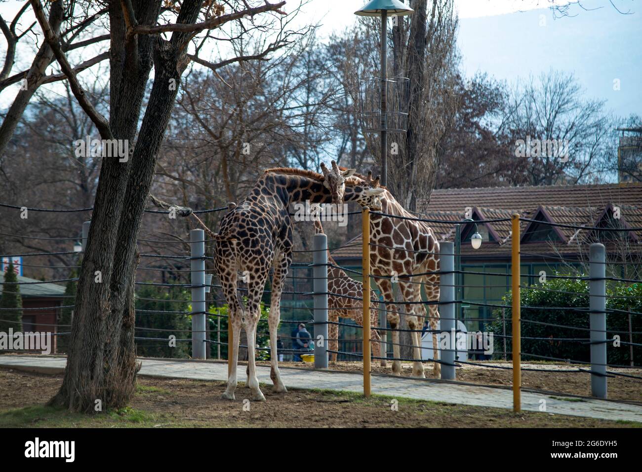 Due belle giraffe si abbracciano nello zoo Foto Stock