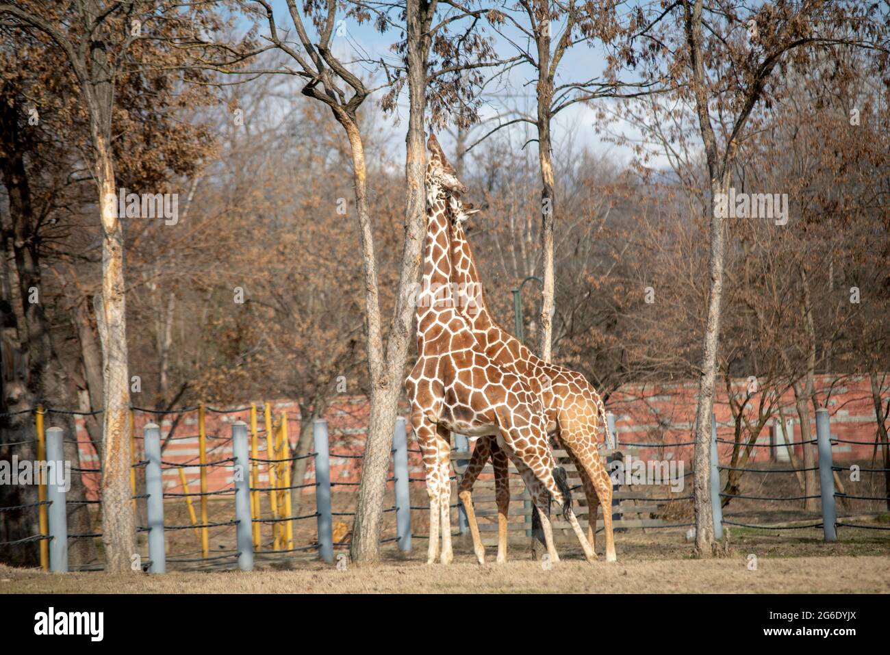 Due belle giraffe si abbracciano nello zoo Foto Stock