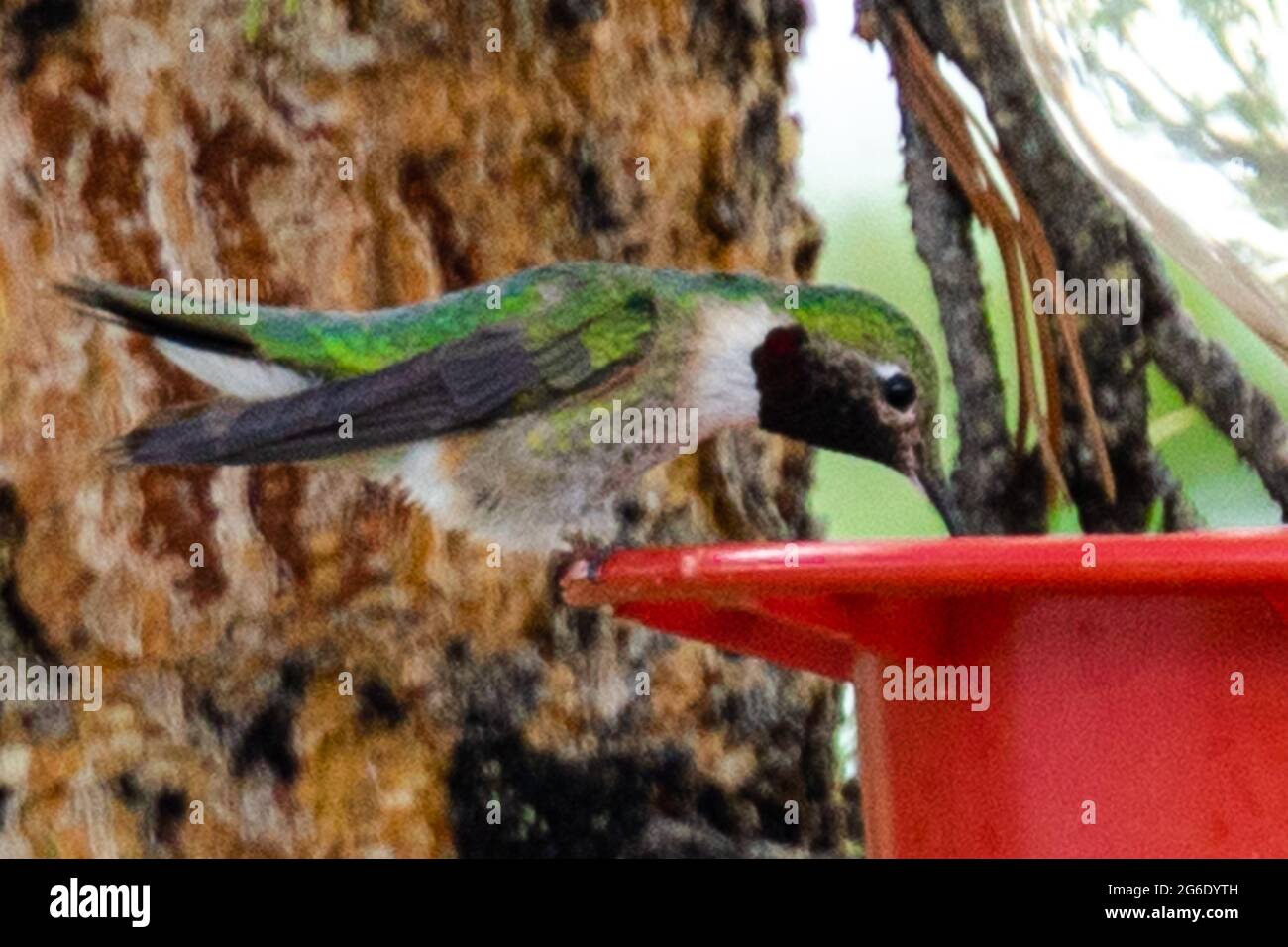 Hummingbird che beve da un alimentatore Foto Stock
