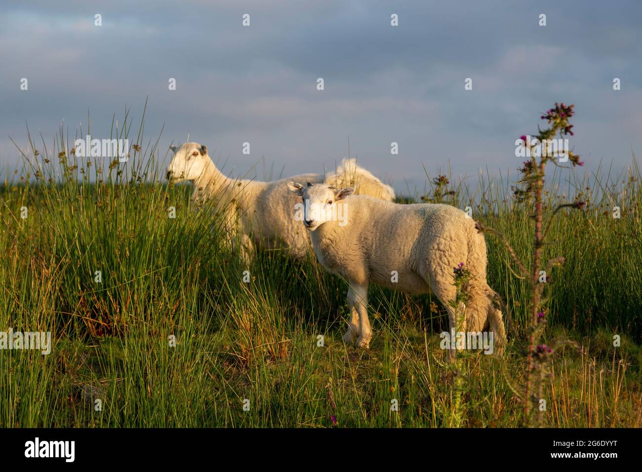 Pecore sulle montagne Beacon di Brecon nel Galles del Sud, Regno Unito. Foto Stock