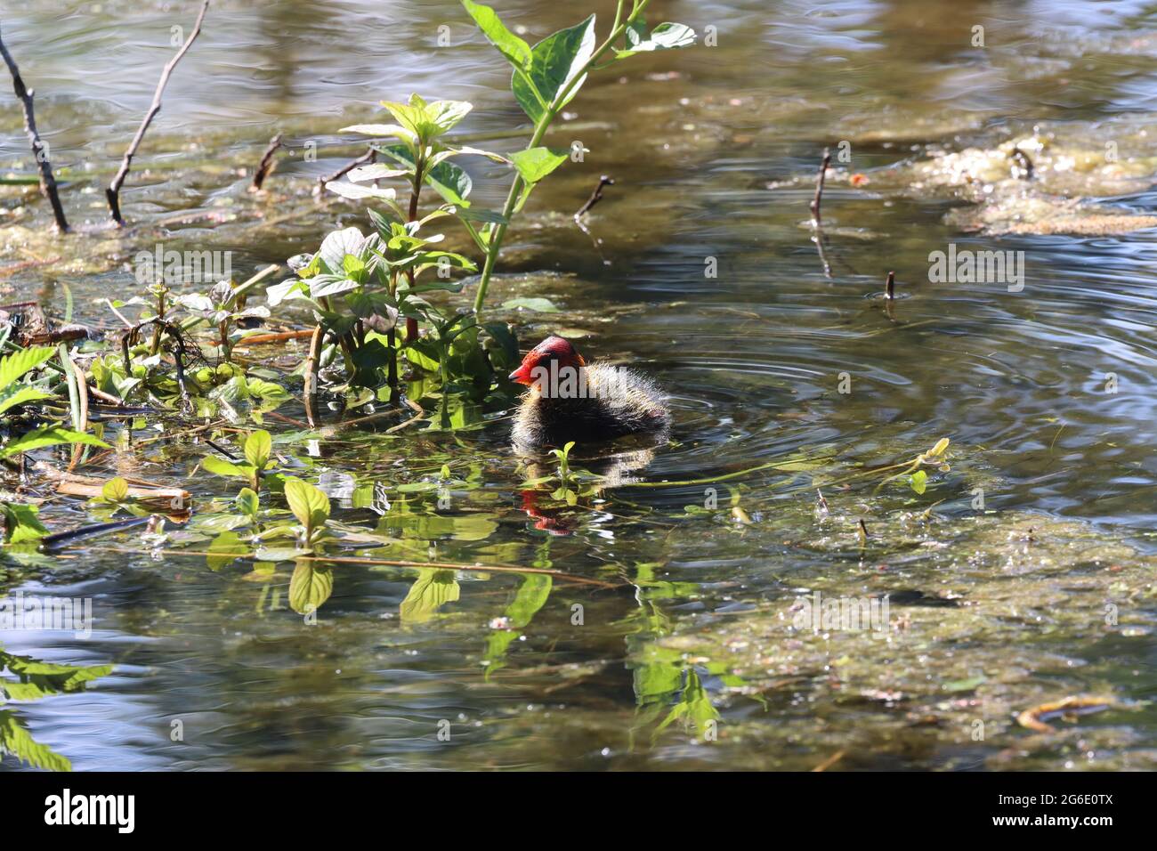 Un pulcino a piedi Nuoto in uno stagno in una riserva naturale. Contea di Durham. Foto Stock