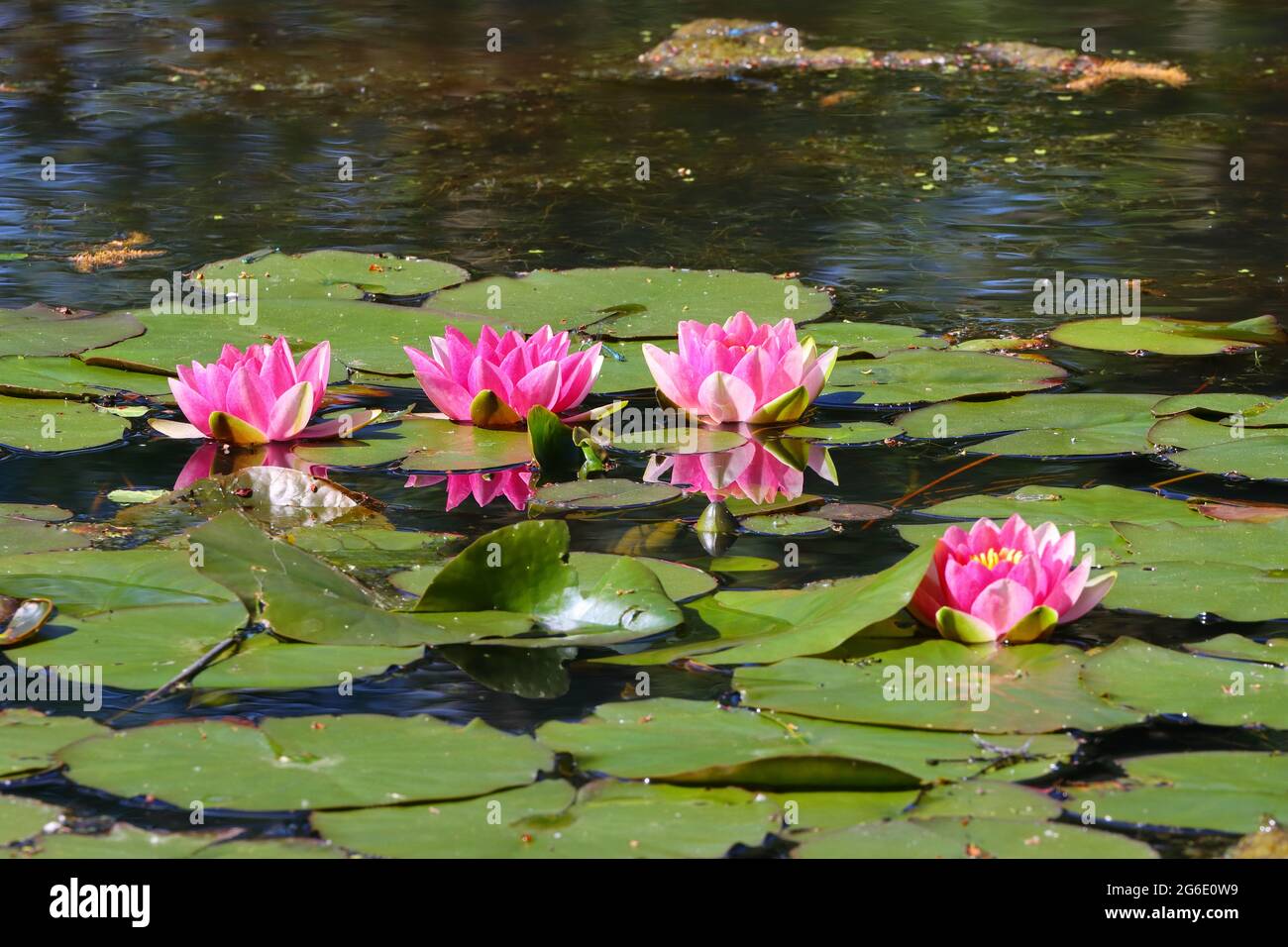 White Water Rose, Water Lily on a Pond presso la riserva naturale di Low Barns, County Durham, Inghilterra, UK. Foto Stock
