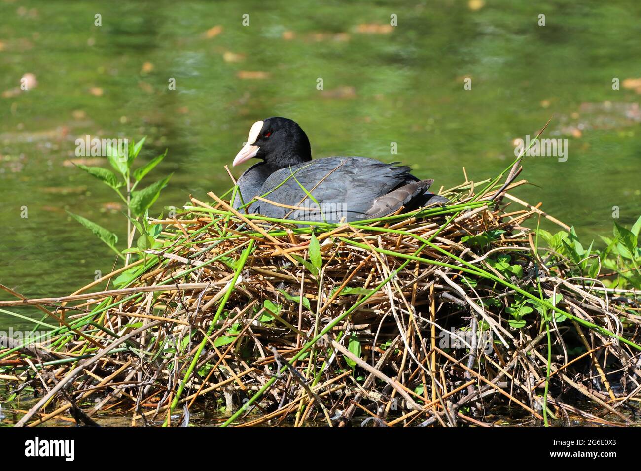 Adulto Coot in un laghetto seduto sul suo Nest, Low Barns Riserva Naturale, County Durham, Inghilterra, Regno Unito. Foto Stock