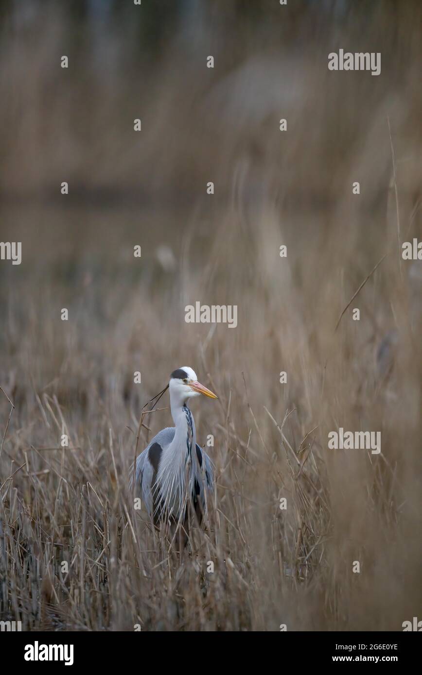 Un airone grigio (Ardea cinerea) che si trova nella vegetazione ripariana, Renania settentrionale-Vestfalia, Germania Foto Stock