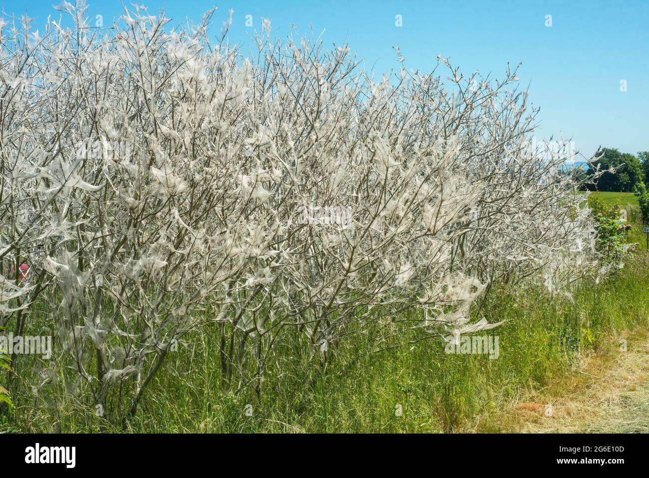 Danni da insetti causati da Ermine Butterfly (Yponomeutidae) a Ystad, Scania, Svezia, Scandinavia Foto Stock