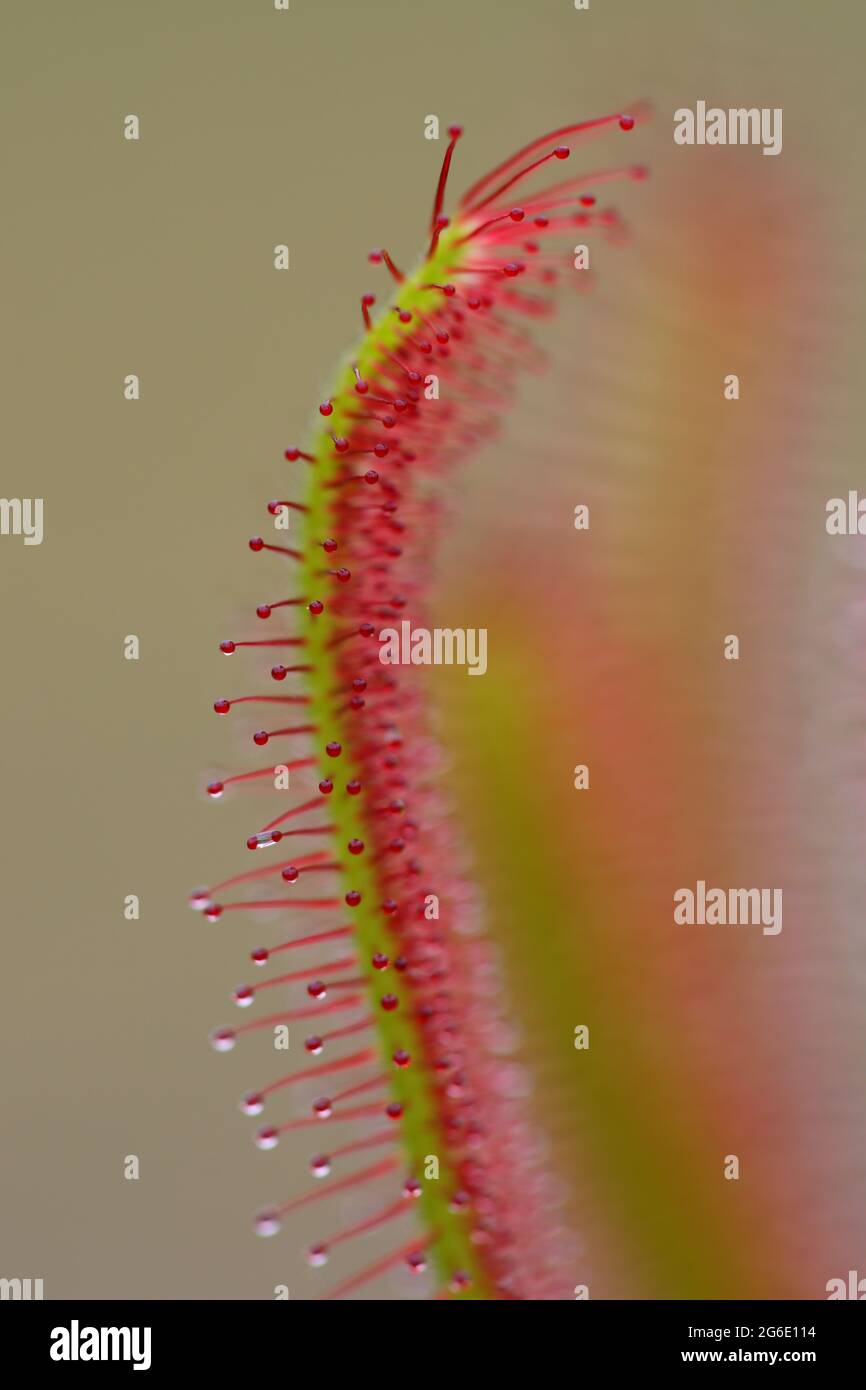 White Water Rose, Water Lily on a Pond presso la riserva naturale di Low Barns, County Durham, Inghilterra, UK. Foto Stock
