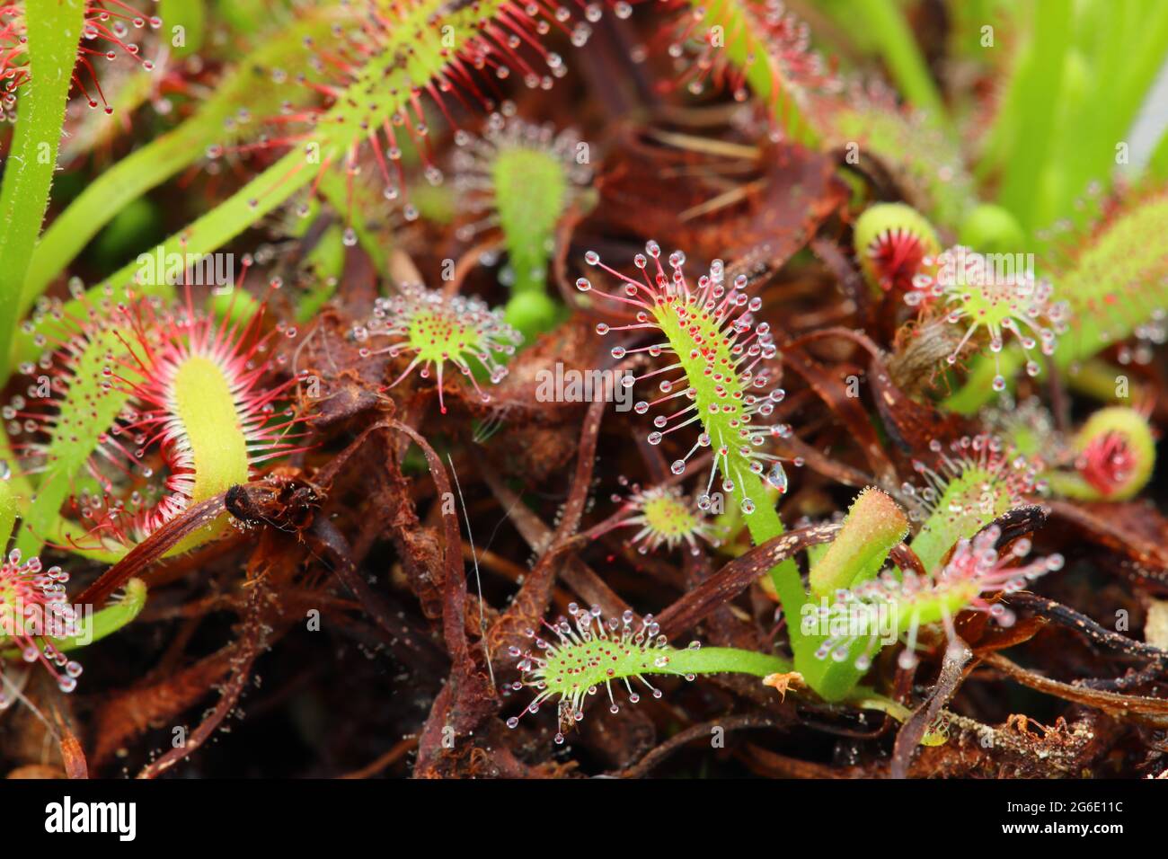 White Water Rose, Water Lily on a Pond presso la riserva naturale di Low Barns, County Durham, Inghilterra, UK. Foto Stock