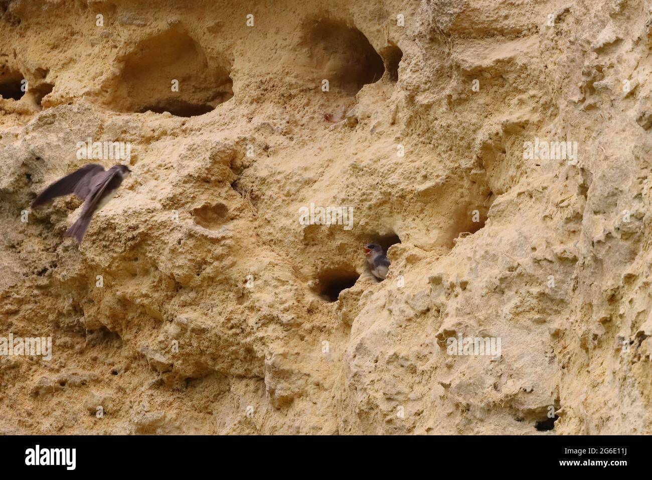Un Martin Sand che volerà verso il suo Nest con un pulcino che guarda fuori da un Nest Hole. Foto Stock