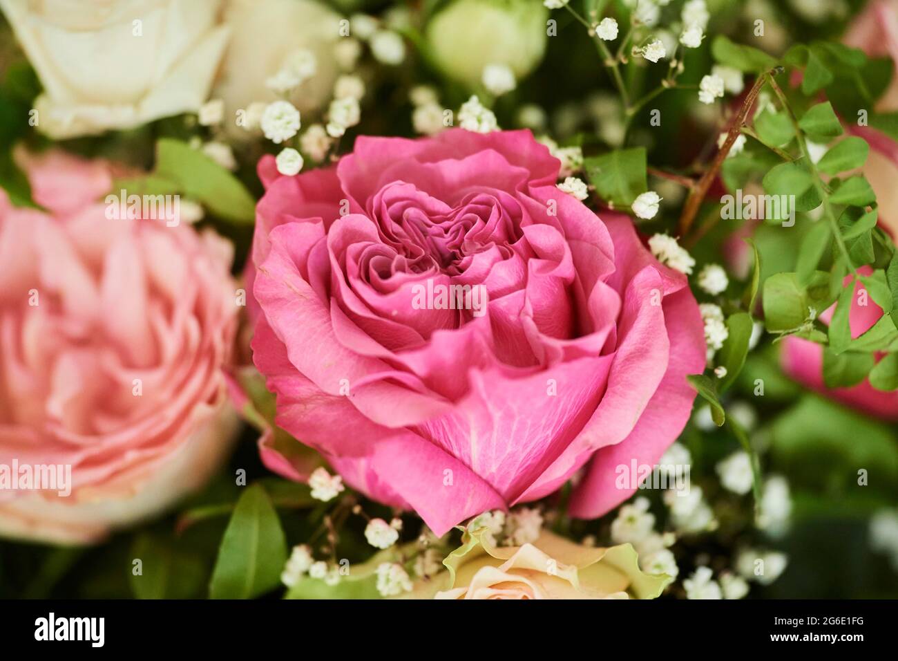 Rosa in un bouquet, studio Foto Stock
