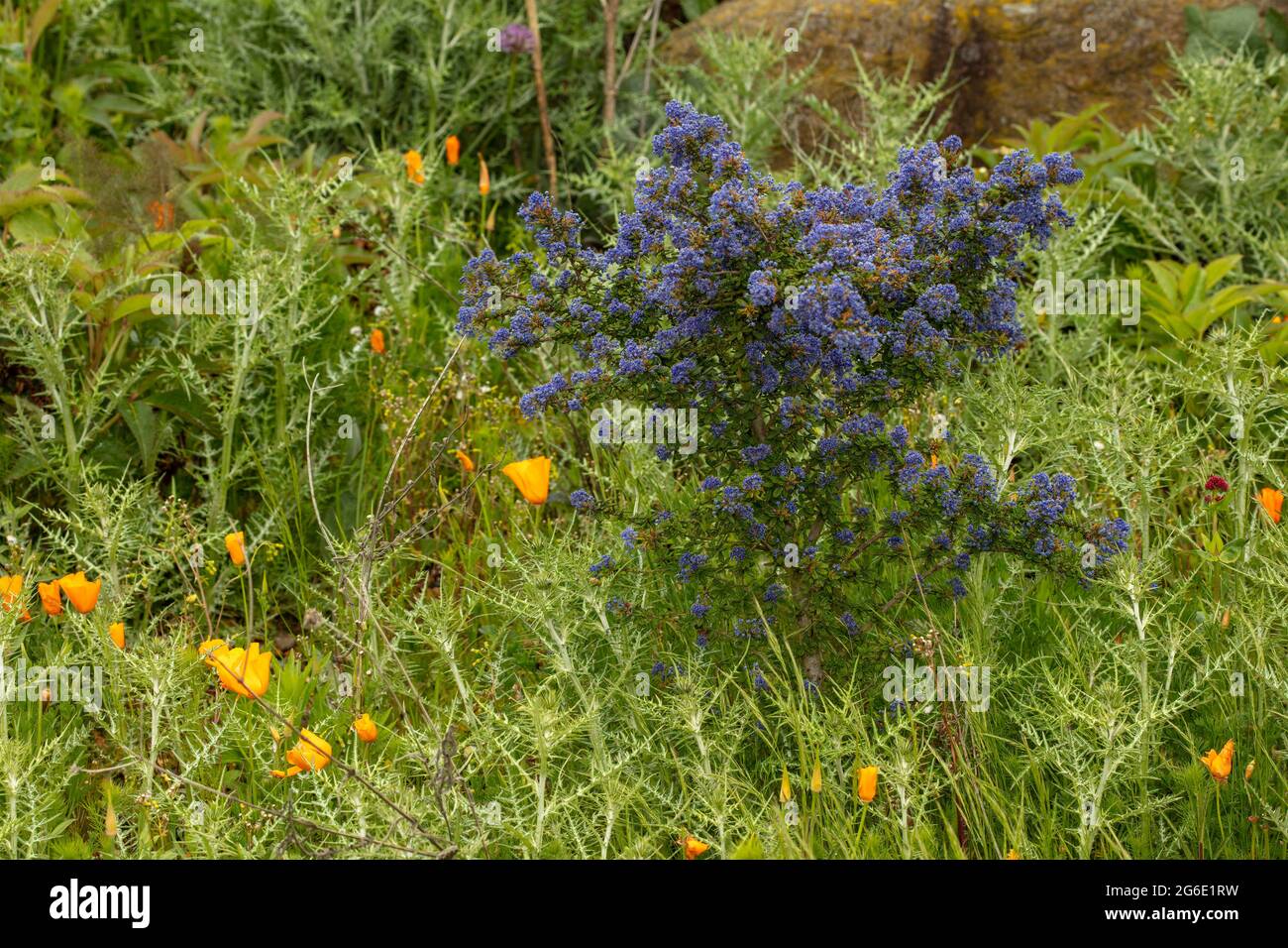 Ceanothus 'Dark Star', lilla californiana 'Dark Star' fiorita in un giardino naturale Foto Stock