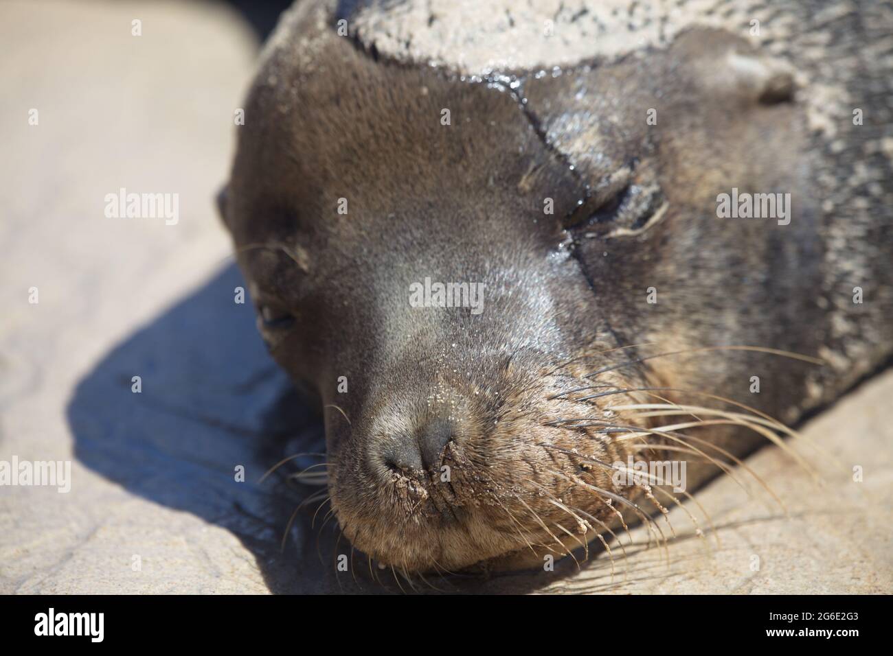 Primo piano ritratto di Galapagos Fur Seal (Arctocephalus galapagoensis) capo Isole Galapagos, Ecuador. Foto Stock