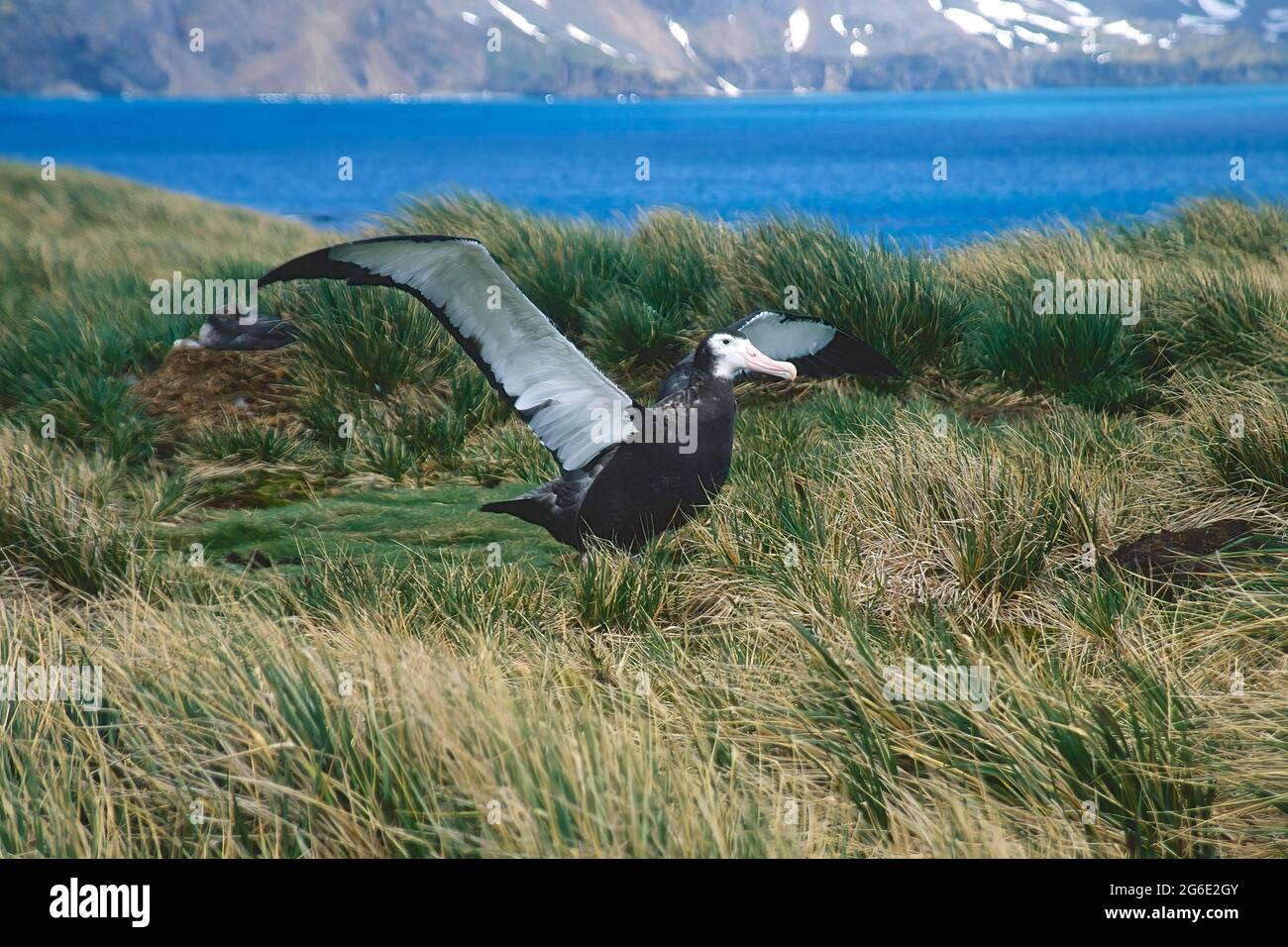 Primo volo di un giovane albatross vagabondante (esuli di Diomedea), Isola di Prione, Georgia del Sud Foto Stock