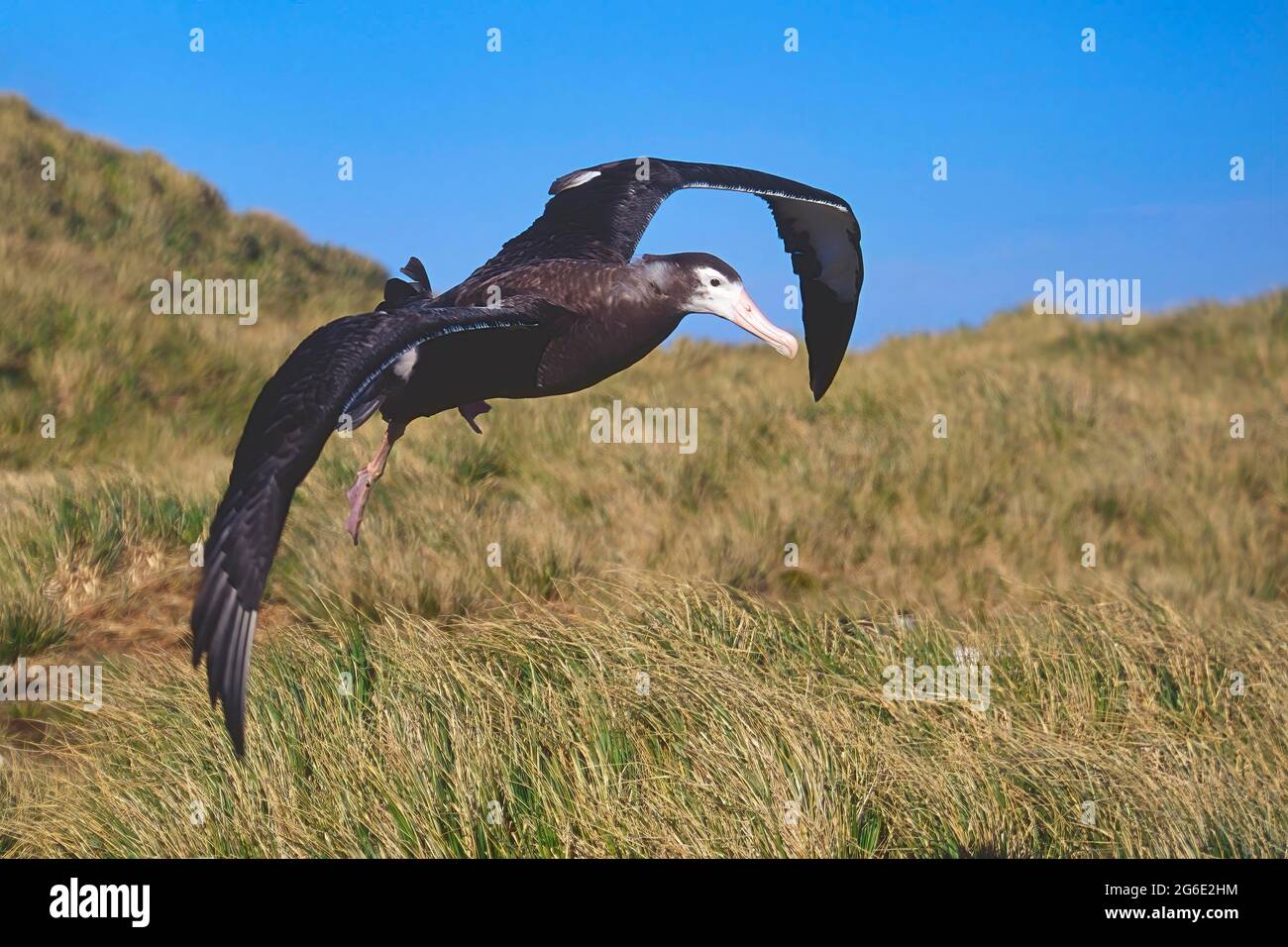 Primo volo di un giovane albatross vagabondante (esuli di Diomedea), Isola di Prione, Georgia del Sud Foto Stock