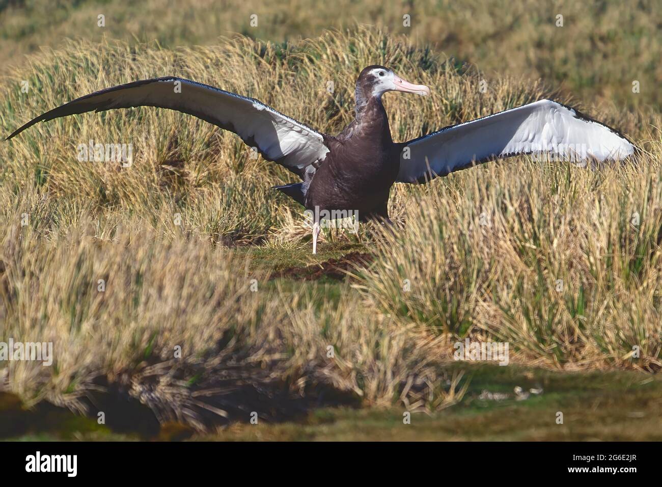 Primo volo di un giovane albatross vagabondante (esuli di Diomedea), Isola di Prione, Georgia del Sud Foto Stock