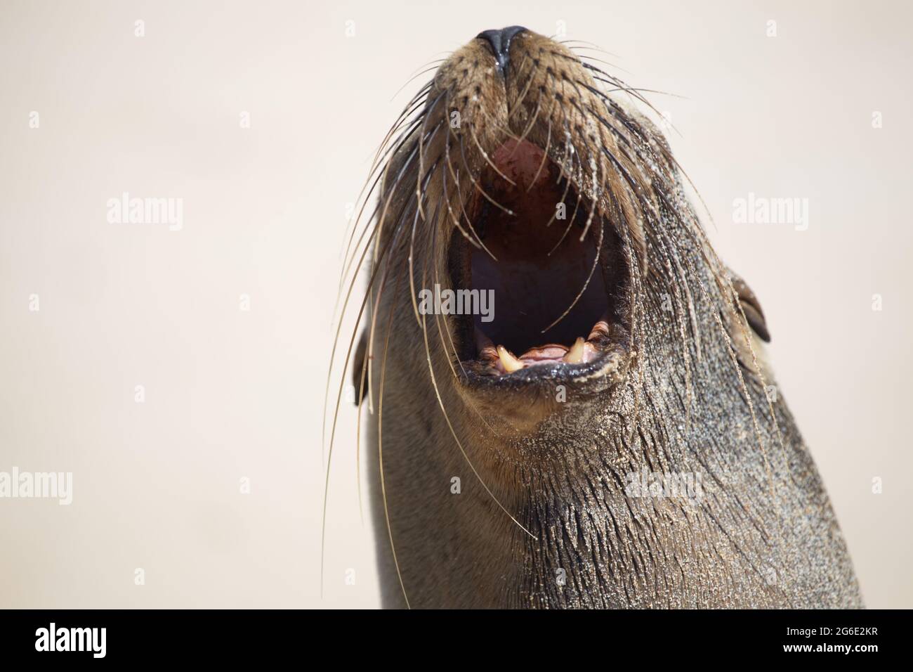 Closeup ritratto di Galapagos Fur Seal (Arctocephalus galapagoensis) bocca di sbadamento aperta con denti Isole Galapagos, Ecuador. Foto Stock