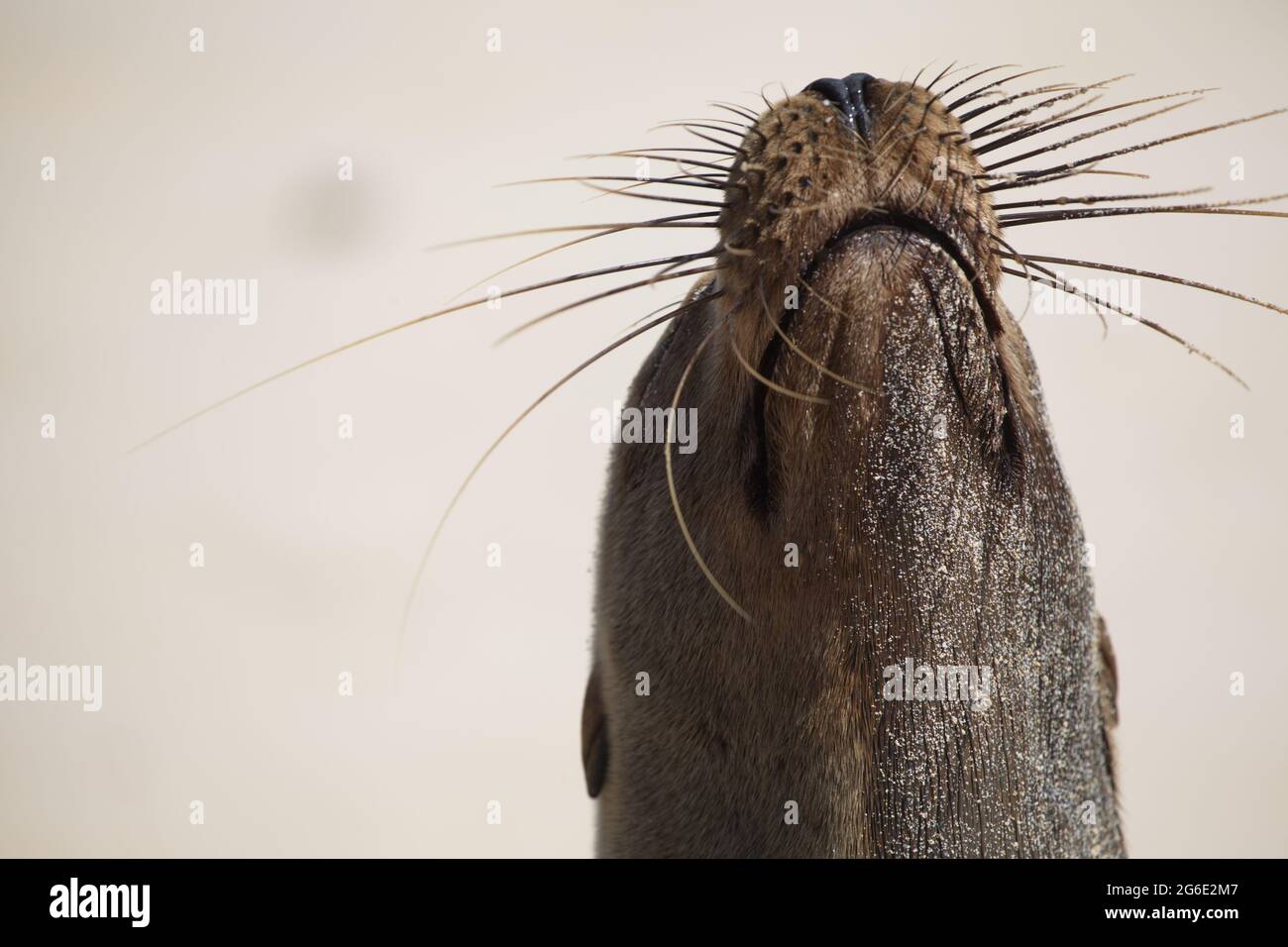 Primo piano ritratto di Galapagos Fur Seal (Arctocephalus galapagoensis) testa su isole Galapagos, Ecuador. Foto Stock
