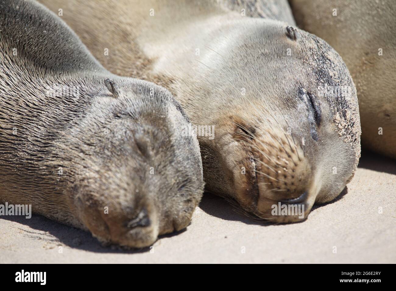 Ritratto di due foche di pelliccia di Galapagos (Arctocephalus galapagoensis) con teste affiancate alle isole Galapagos, Ecuador. Foto Stock