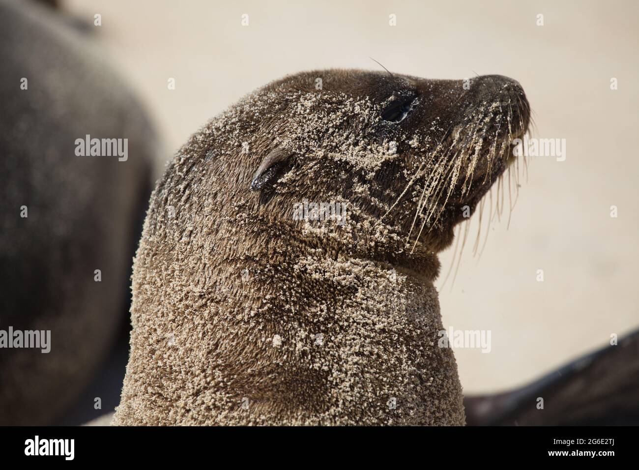 Primo piano ritratto del bambino Galapagos Fur Seal (Arctocephalus galapagoensis) capo Isole Galapagos, Ecuador. Foto Stock