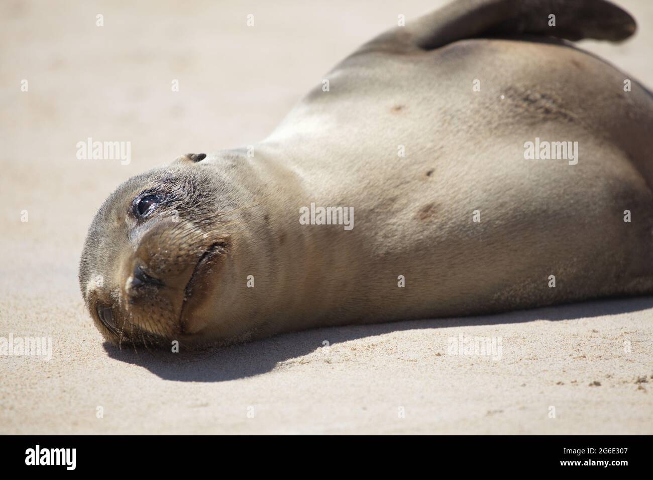 Primo piano ritratto del bambino Galapagos Fur Seal (Arctocephalus galapagoensis) che si stesa nella sabbia delle isole Galapagos, Ecuador. Foto Stock