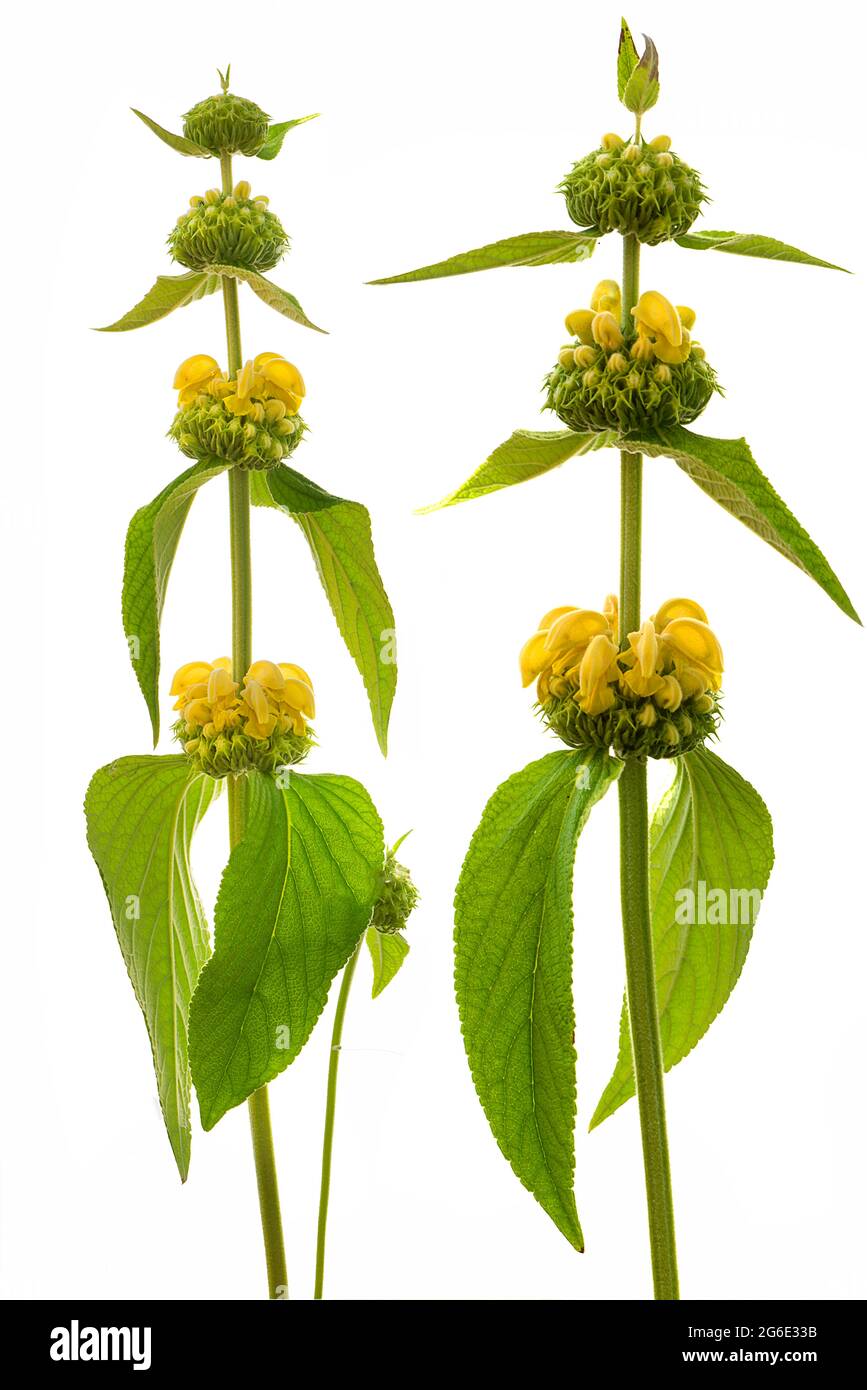 Salvia turca (Phlomis russeliana) su terreno bianco, foto studio, Germania Foto Stock