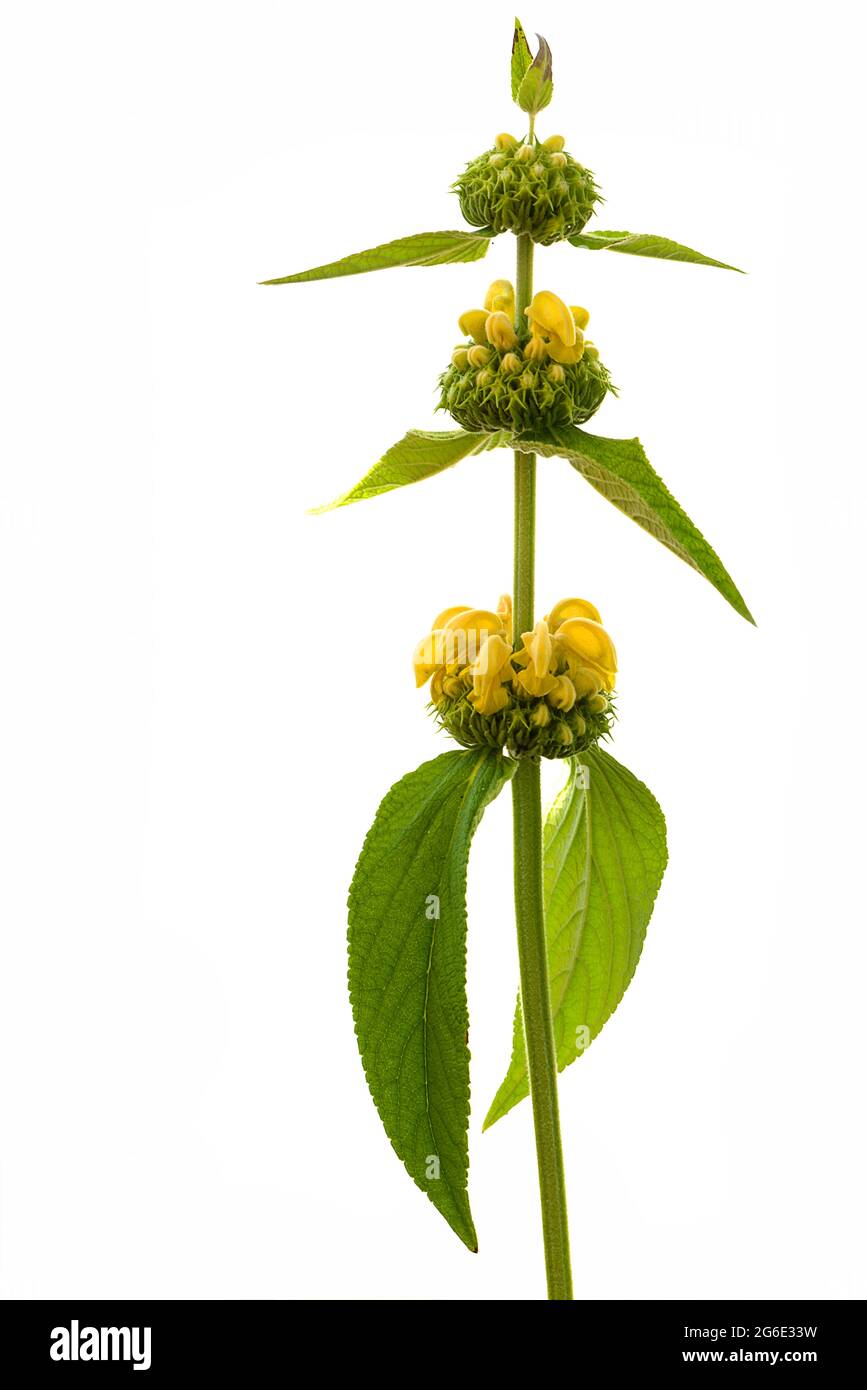 Salvia turca (Phlomis russeliana) su terreno bianco, foto studio, Germania Foto Stock