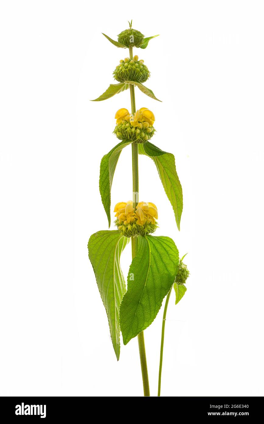 Salvia turca (Phlomis russeliana) su terreno bianco, foto studio, Germania Foto Stock